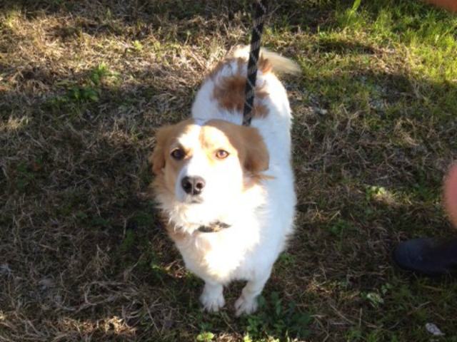 ADOZIONI-CORIGLIANO2