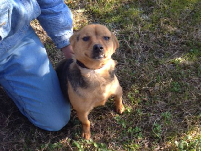 ADOZIONI-CORIGLIANO4