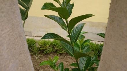 MANDATORICCIO-SORICAL-180615 (1)