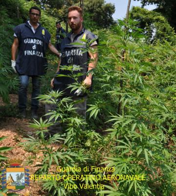 GDF canapa Lamezia Terme (CZ) - 3