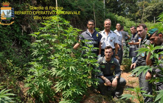 GDF canapa Lamezia Terme (CZ) - 4