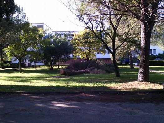 alberi tagliati a villaggio europa