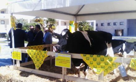 Produttori latte 'trasformano' il Metropolis in una stalla: ''Le multinazionali vi truffano'' (FOTO) 130 coldiretti-latte (19)