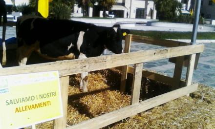 Produttori latte 'trasformano' il Metropolis in una stalla: ''Le multinazionali vi truffano'' (FOTO) 133 coldiretti-latte (22)