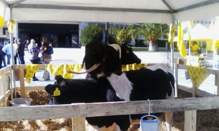 Produttori latte 'trasformano' il Metropolis in una stalla: ''Le multinazionali vi truffano'' (FOTO) 134 coldiretti-latte (23)