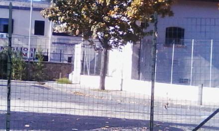 isola-ecologica (12)