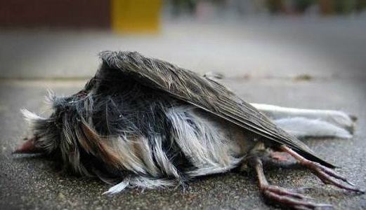 botti_capodanno avifauna