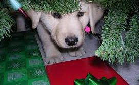 cagnetto sotto albero