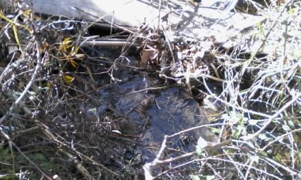 Rende: l'acqua dei torrenti Emoli e Surdo 'puzza', intervento immediato della Polizia Municipale (FOTO) 62 villaggio-europa (4)