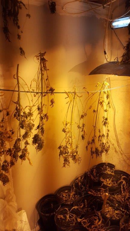 Scoperto un laboratorio della droga a Cassano Jonio, sequestrati 500 grammi di marijuana 56 20160107_143533