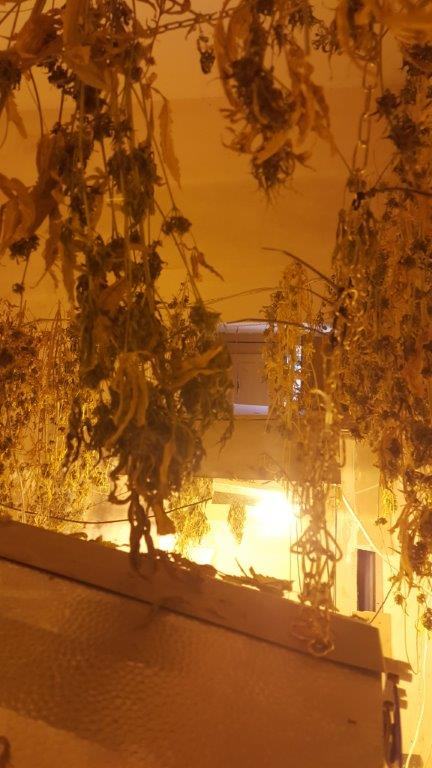Scoperto un laboratorio della droga a Cassano Jonio, sequestrati 500 grammi di marijuana 57 20160107_143630