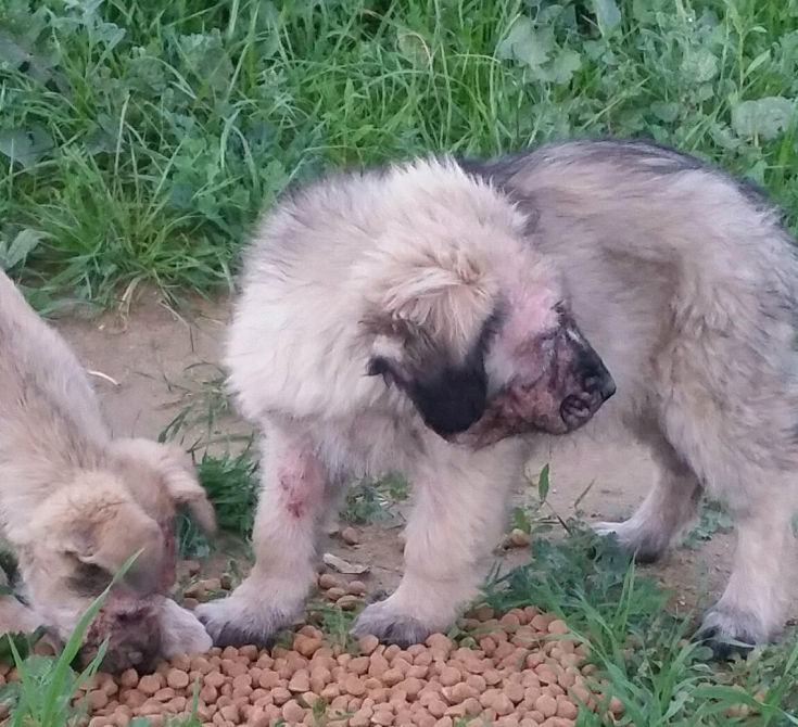 Cani randagi ammalati segnalati a Zumpano, l'AiC: "il sindaco snobba le associazioni". La polizia municipale: "nessun caso rilevato" 62 cani zumpano 01