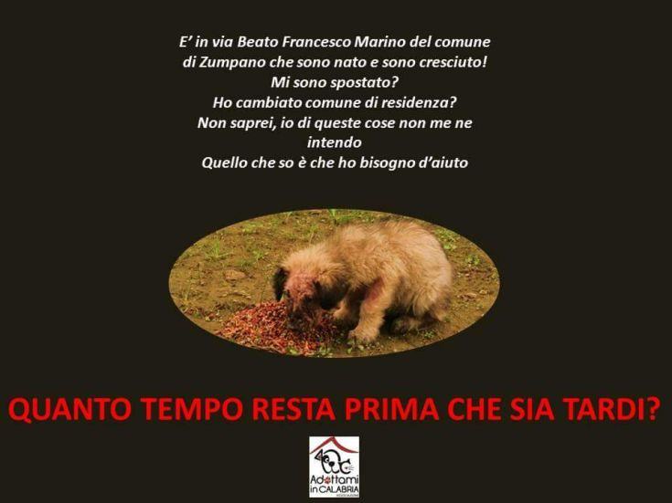 immagine Aic
