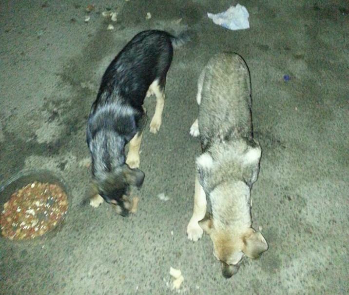 Randagismo, 'mamma coraggio' a Cosenza: i vigili intervengono ma l'Asp risponde 'picche' 63 altri cuccioli