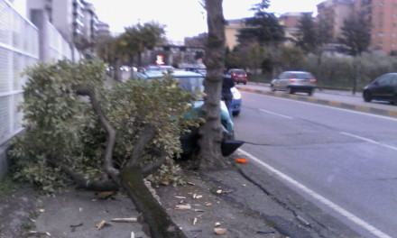 Giovane si schianta contro un albero in centro città (FOTO) 56 incidente-panebianco-citta-ragazzi (1)