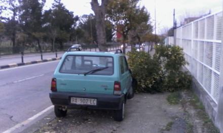 Giovane si schianta contro un albero in centro città (FOTO) 58 incidente-panebianco-citta-ragazzi (3)