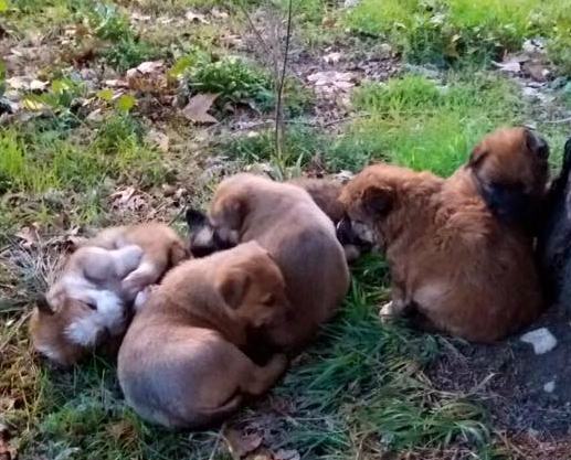 Randagismo, 'mamma coraggio' a Cosenza: i vigili intervengono ma l'Asp risponde 'picche' 62 mamma coraggio figli