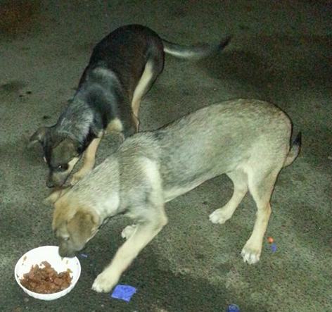 Randagismo, 'mamma coraggio' a Cosenza: i vigili intervengono ma l'Asp risponde 'picche' 65 vaglio lise cuccioli