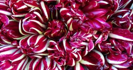 08 Radicchio