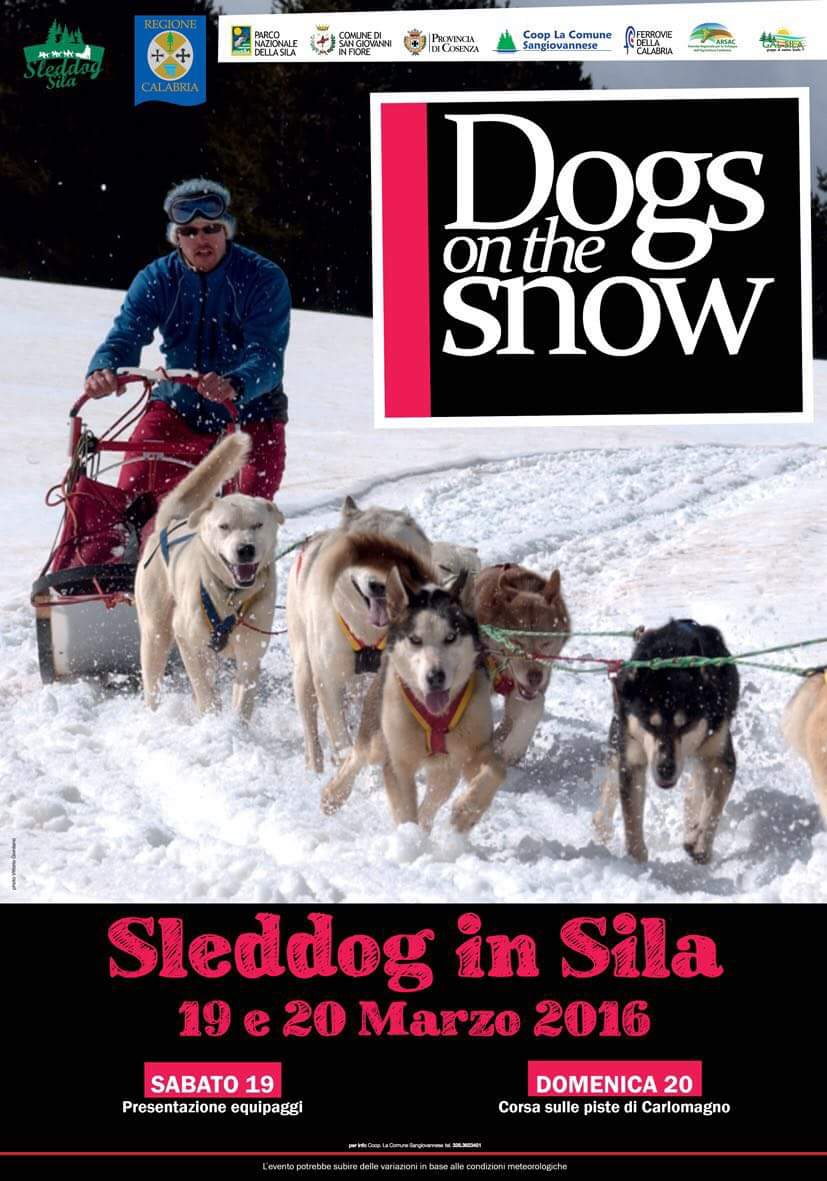 Dog in the Snow sila 2016