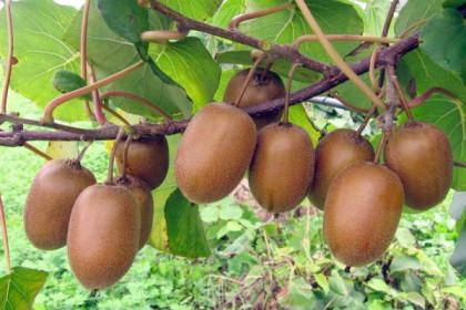 Kiwi di Calabria
