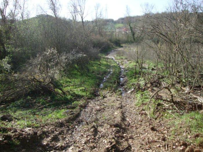 lattarico taglio alberi 01