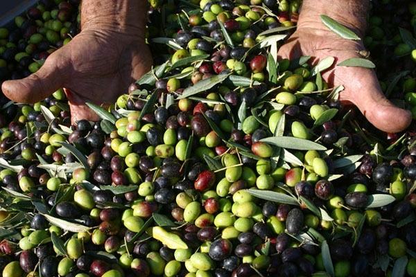 L'olio di Calabria sbarcato a Londra, in attesa del riconoscimento IGP 54 olive