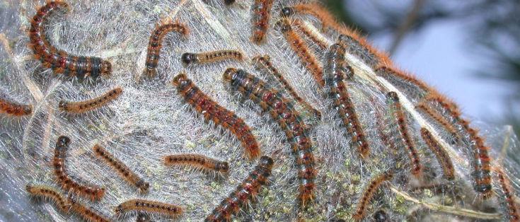 Allarme processionaria: i Comuni non rispettano l'obbligo di interventi annuali 54 processionaria pericolo
