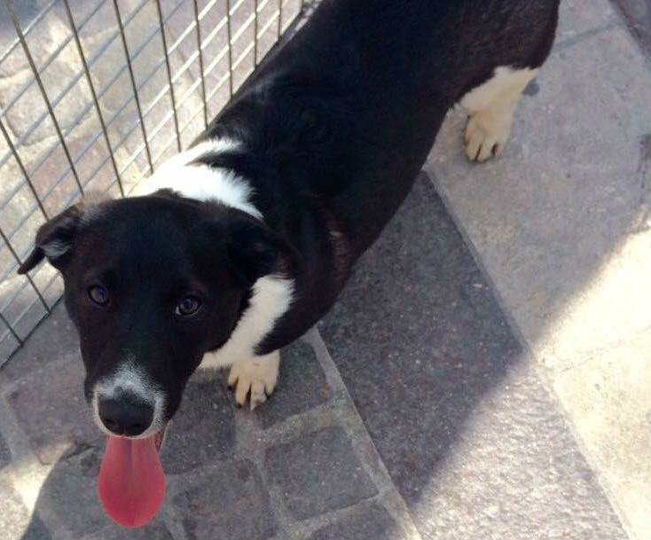 Qui la Zampa - Amaco e Arcangelo: piccoli, giovani e desiderosi di trovare casa 52 Amaco01