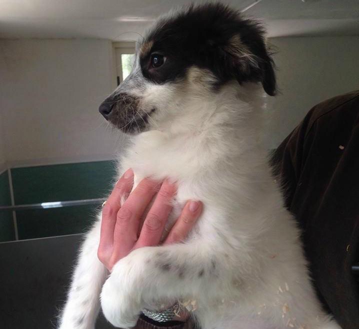 Qui la Zampa - Amaco e Arcangelo: piccoli, giovani e desiderosi di trovare casa 53 Arcangelo02