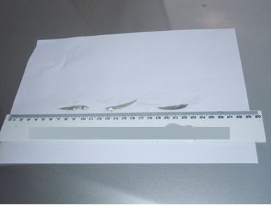 Novellame sarda sequestro