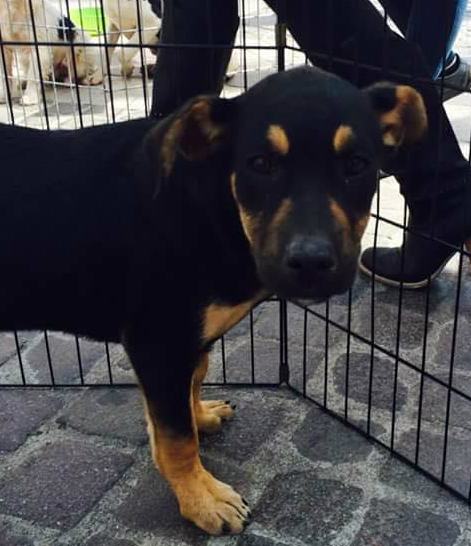 Qui la Zampa - Marco, Nenia e Ninni: tre adorabili cuccioli che non vogliono crescere in un box 55 Nenia