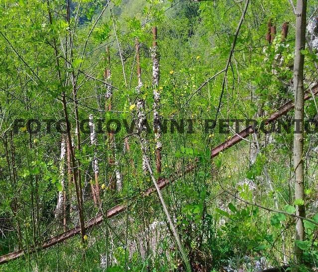 Soveria Mannelli-Rogliano14