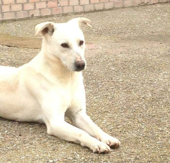 Qui la Zampa - Maria torna sul territorio. Fiume aspetta di uscire dal box 53 Fiume