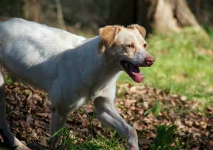 Qui la Zampa - Bianchina e Incy: la speranza di uscire dal canile sovraffollato 52 Bianchina