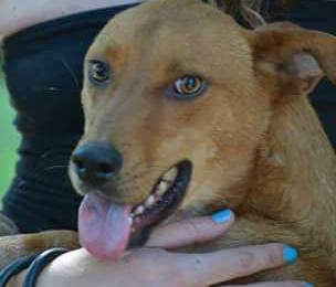 Qui la Zampa - Bianchina e Incy: la speranza di uscire dal canile sovraffollato 53 Incy