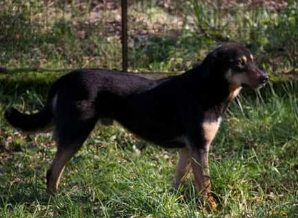 Qui la Zampa - Da troppo tempo in canile Taz e Pedro, cercano le carezze di una famiglia 53 Pedro