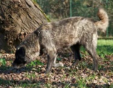 Qui la Zampa - Da troppo tempo in canile Taz e Pedro, cercano le carezze di una famiglia 52 Taz
