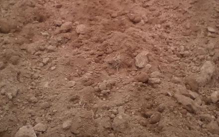 Campi di Patate rasati completamente