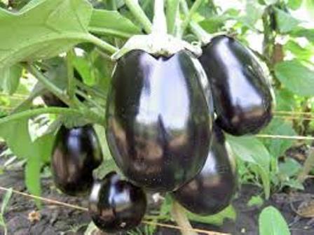 Melanzane