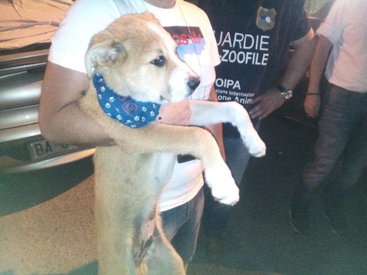 Oipa cane rinchiuso2