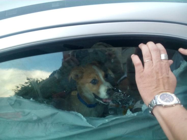 Oipa cane rinchiuso3