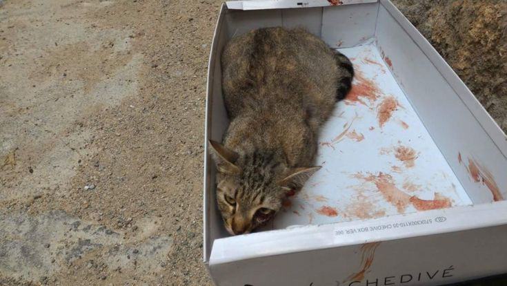 Gatto torturato e trovato a pezzi su viale Mancini, autorità competenti 'sanno' ma non intervengono (FOTO) 64 gatto anno scorso