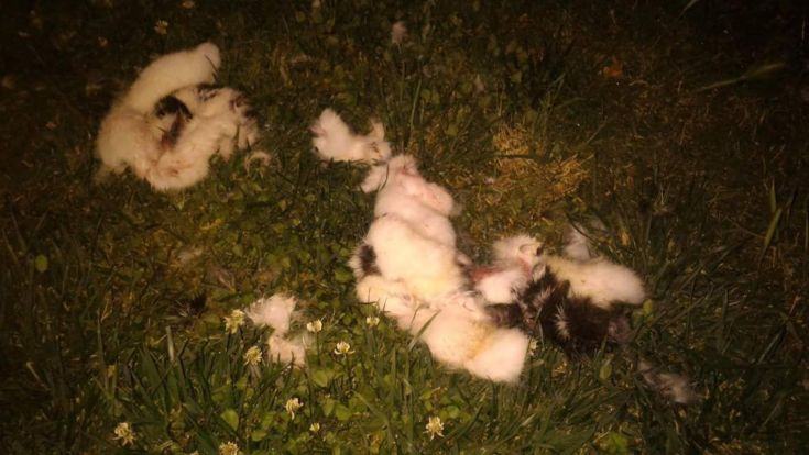 Gatto torturato e trovato a pezzi su viale Mancini, autorità competenti 'sanno' ma non intervengono (FOTO) 61 gatto viale mancini