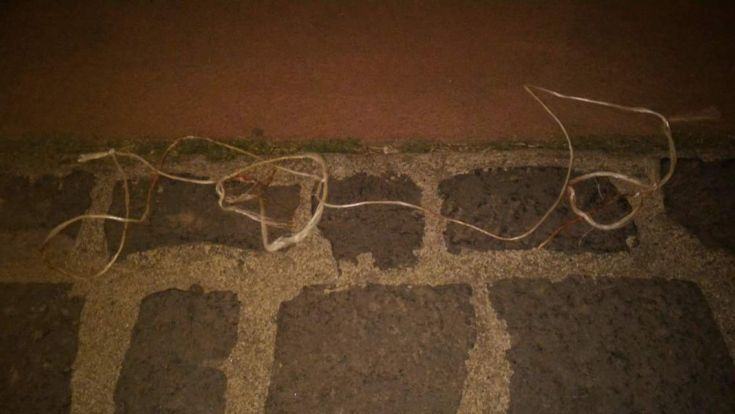 Gatto torturato e trovato a pezzi su viale Mancini, autorità competenti 'sanno' ma non intervengono (FOTO) 63 gatto viale mancini3