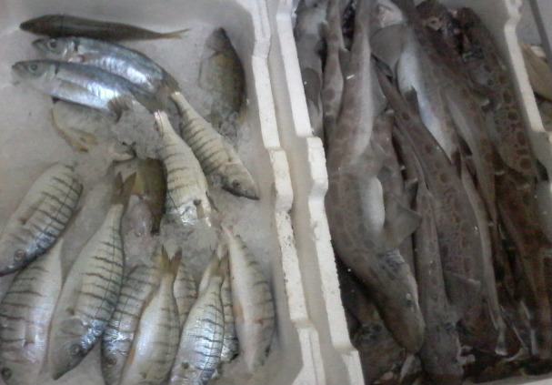 pesce sequestrato 01