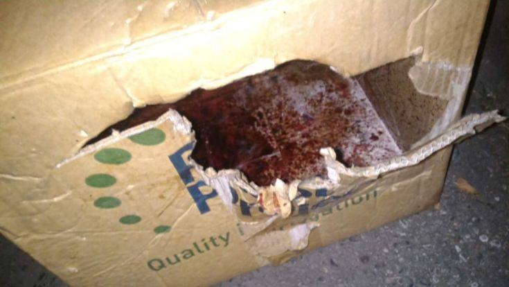 Gatto torturato e trovato a pezzi su viale Mancini, autorità competenti 'sanno' ma non intervengono (FOTO) 60 scatola