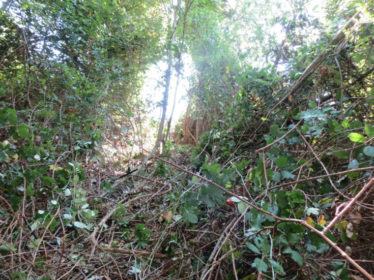 Auto el-dirupo-carlopoli_02