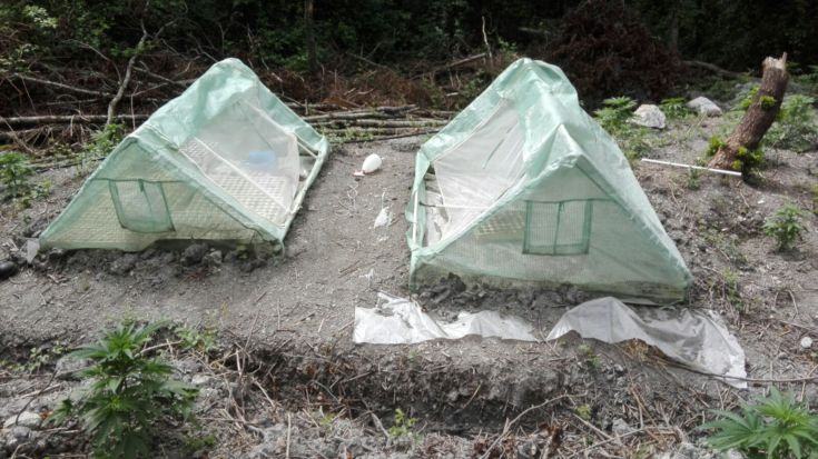 Cetraro piantagione 02