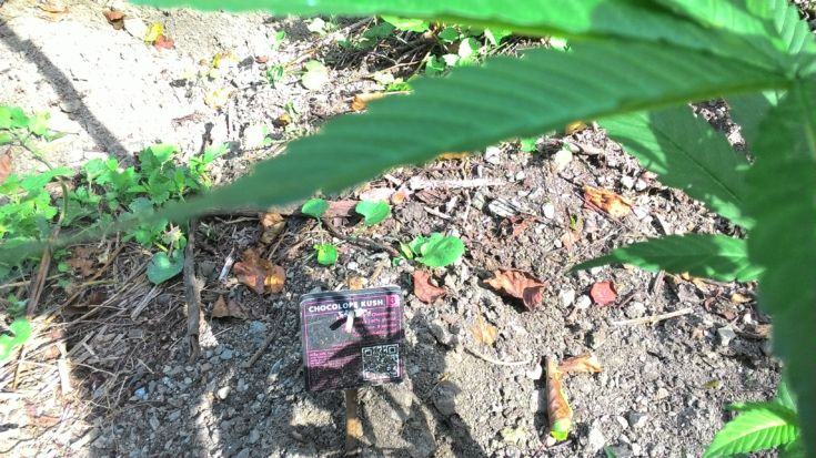 Cetraro piantagione 04